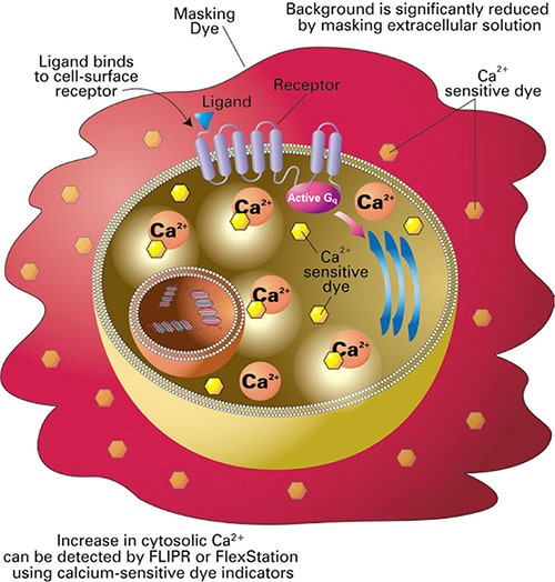 FLIPR Calcium Assay Kits include a calciumsensitive dye