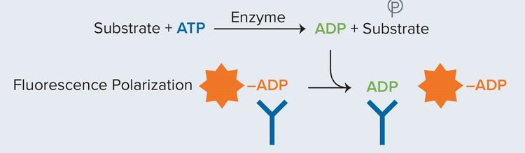 Illustration of Transcreener ADP2 FP enzymatic reaction