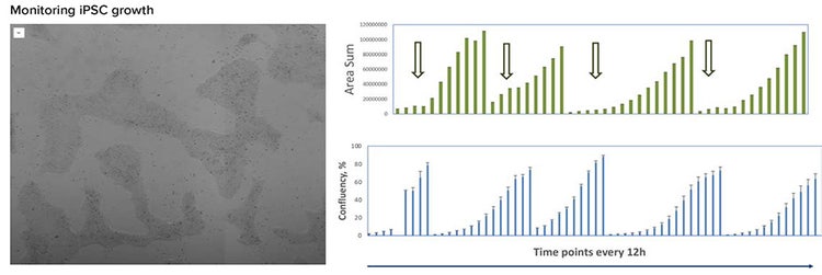 Stem cell colonies and graph showing total Area Sum or % confluency for iPSC culture in 6-well plate
