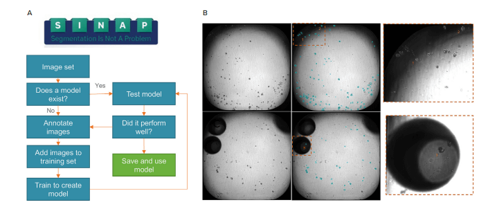 A) Overview of the SINAP workflow in IN Carta software used to generate a model for organoid segmentation. B) Examples of whole-well images of organoids and their respective segmentation masks (cyan).