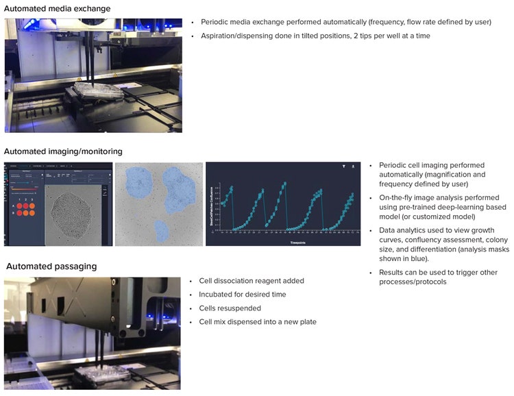 Steps of the organoid culture and passaging protocol