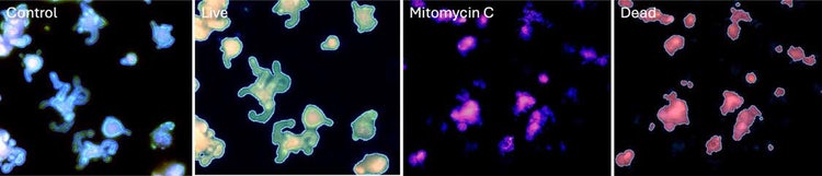 Intestinal organoids stained with AF–488–conjugated Phalloidin, Hoechst nuclear dye, and MitoTracker orange