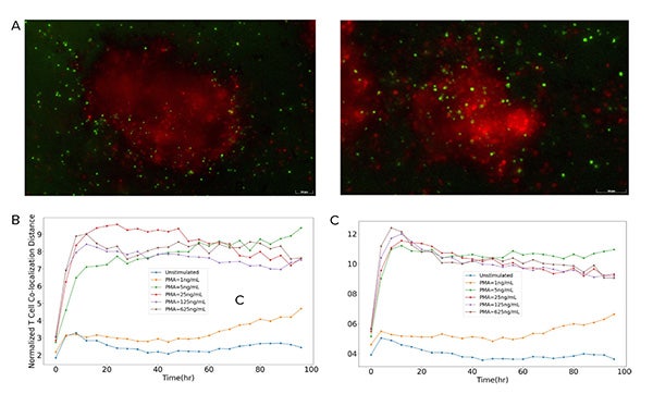 Representative images of Tcells (green) co-localized with organoids (red) at later time point