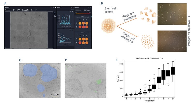 Automated stem cell culture
