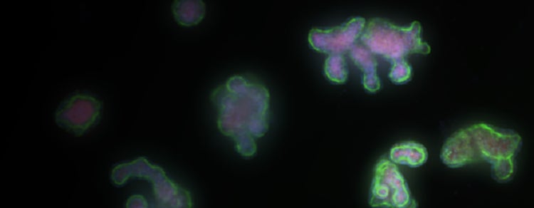 3D mouse intestinal organoids