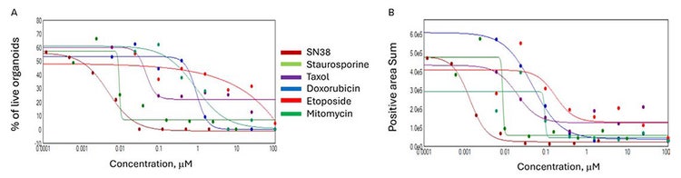 Dose-response graphs showing percentage of live organoids and Calcein AM positive area in relation to compound concentration