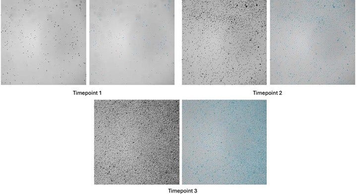 Representative images of CHO cells acquired using CellXpress.ai and analyzed with IN Carta software