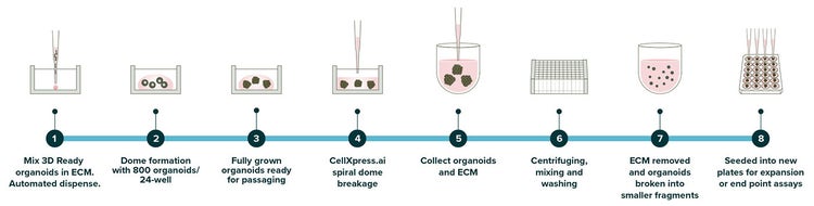 Workflow for automated CRC organoid culture on the CellXpress.ai system