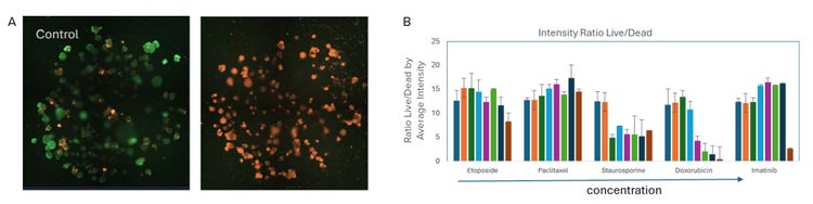 Intestinal organoids were expanded by CellXpress.ai system and placed into multi-well plate format