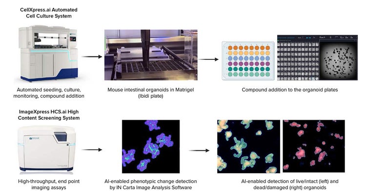 Drug Screening Workflow in mouse intestinal organoids. Organoids were seeded into 96-well IBIDI plates using CellXpress.ai