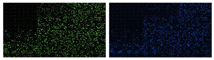 Uniformly seeded CRC organoids