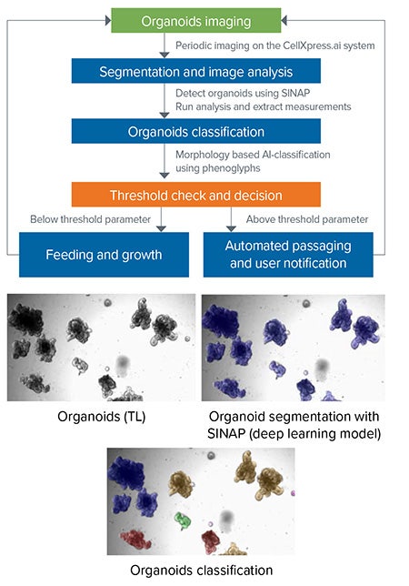 AI-based automated decision-making for organoid passaging with CellXpress.ai system