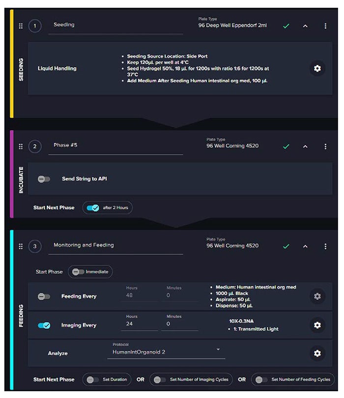 Automated seeding and monitoring of human intestinal organoids in 96-well plates using CellXpress.ai