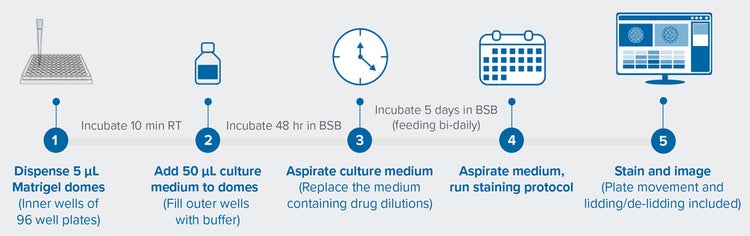 Workflow for automated PDO drug screen