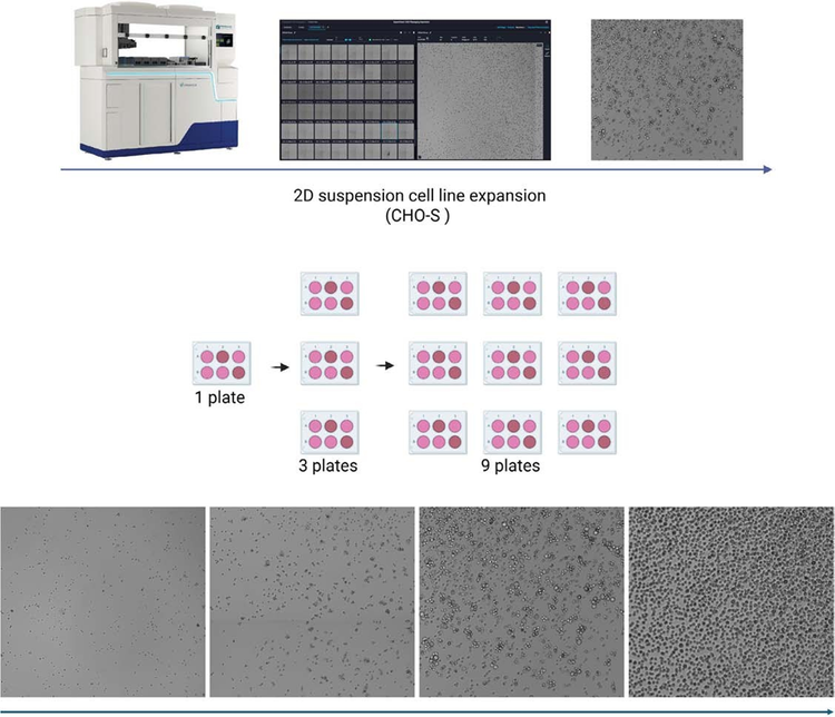 Expansion of CHO Suspension Cells Using the CellXpress.ai System