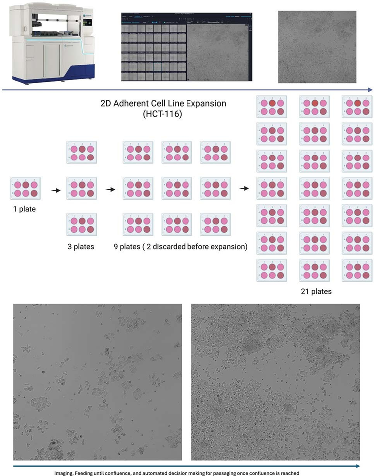 Expansion of 2D Adherent HCT-116 Cells Using the CellXpress.ai System