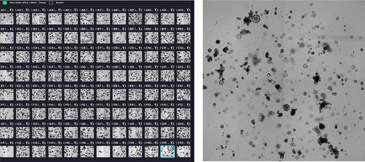 Screenshot of compound screening plate with transmitted light images at 4X magnification