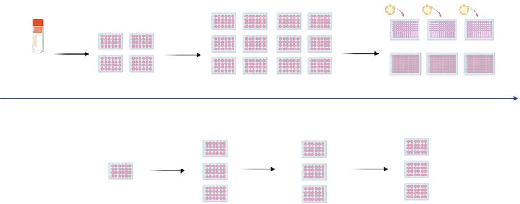 Workflow for automated CRC organoid culture on the CellXpress.ai system