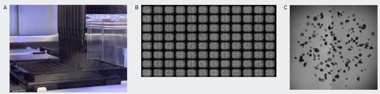 Seeding organoid domes in 96-well format with CellXpress.ai system