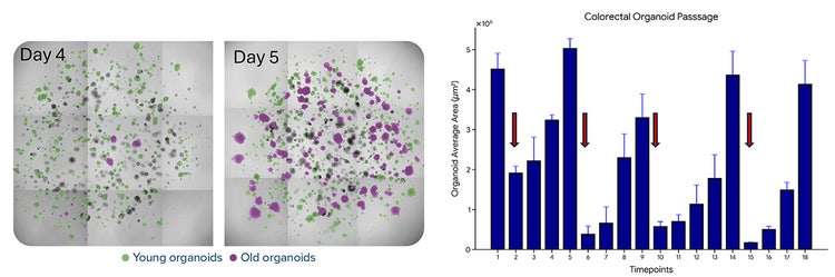 Organoid growth dynamics and passaging events during automated culture