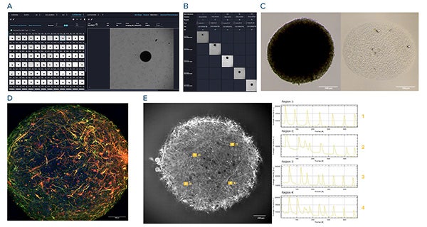 Midbrain generation on CellXpress.ai system
