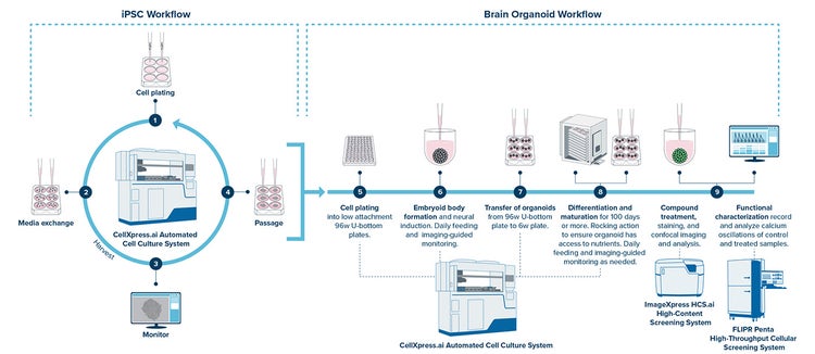 CellXpress.ai system supports cultivation of both human iPSCs and brain organoids