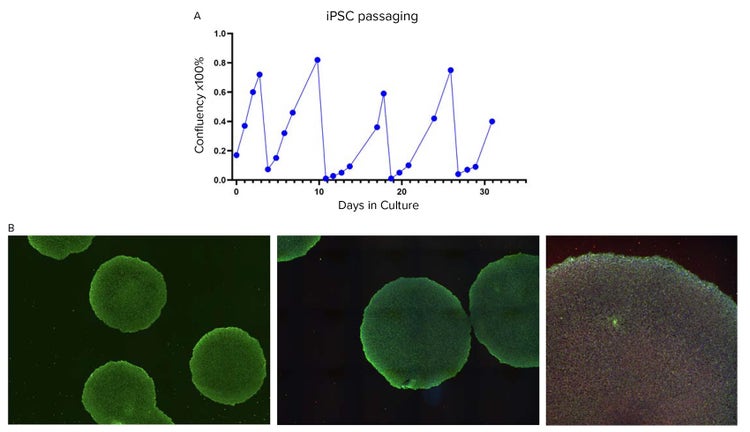 Confluency graph and immunofluorescence of iPSC colonies showing SSEA4, OCT4, and DAPI staining after automated culture