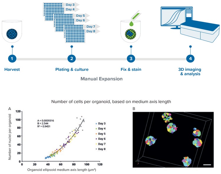 Imaging software was used to analyse the z-stack images with 3D reconstruction
