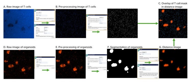 T cell penetration distance analysis workflow