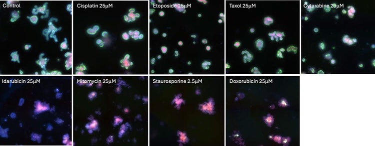 Intestinal organoids treated with cytotoxic compounds for 72h, with 5X dilutions, 0–100 μM concentration range, in triplicate