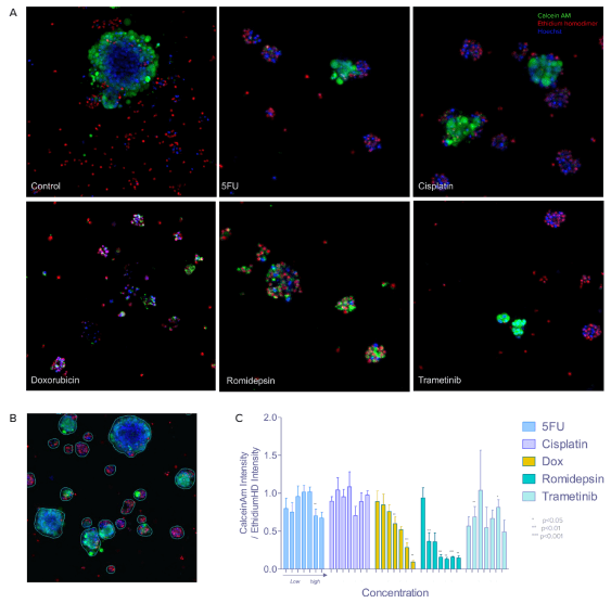 A) Viability assay was carried out on CRC organoids six days post treatment. Shown here are example images of organoids from the various treatment groups (treated with the highest concentrations). B) An example image with overlay of the segmentation mask shown as outlines. C) Viability was quantified by calculating the average ratio of Calcein AM to ethidium homodimer intensity per organoid. Bar graph here shows the data normalized to the controls (y-axis) vs concentration (x-axis) grouped by compound. Two-way ANOVA was performed on unnormalized data, Bonferroni post-hoc test to compare treatments to DMSO.