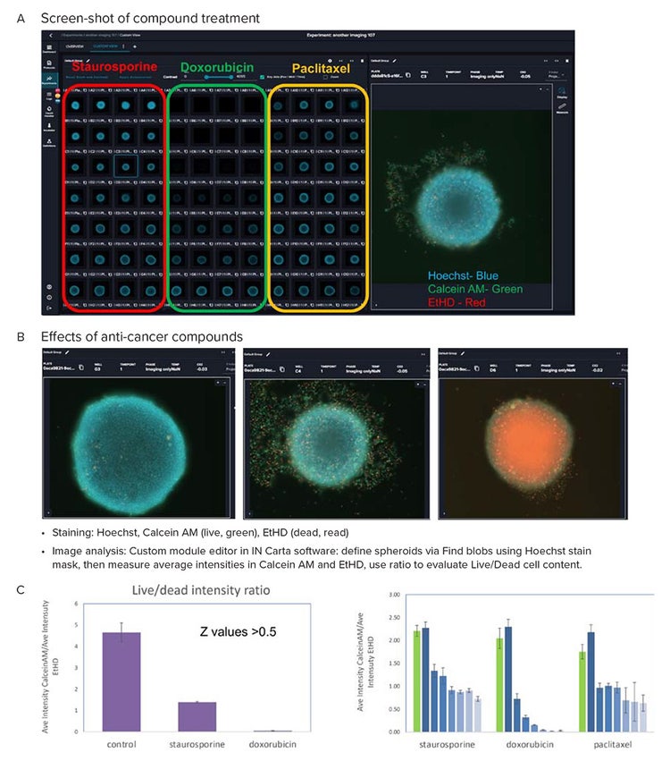 images (10X) of organoid culture taken after treatment with indicated compounds and staining