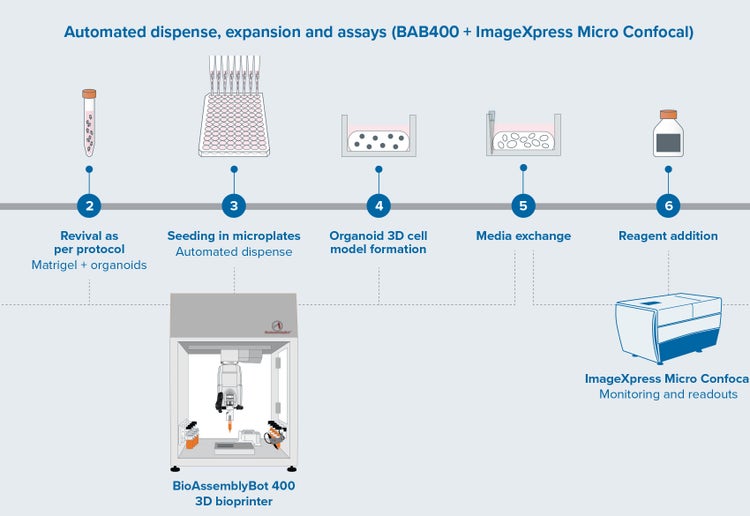 Drug screening assay workflow showing Matrigel dome dispensing with CRC organoids