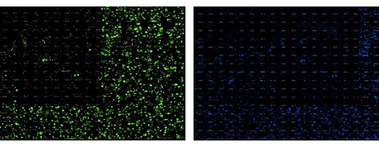 Uniformly seeded CRC organoids