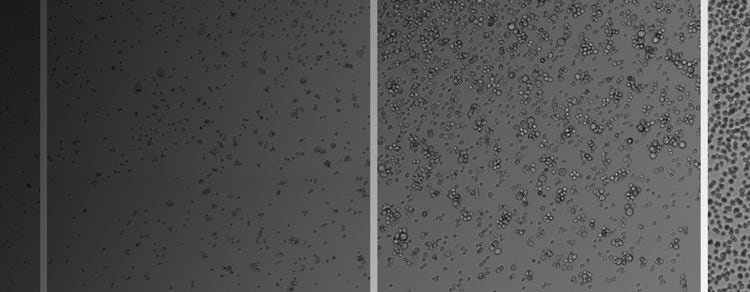 2D cell culture workflows