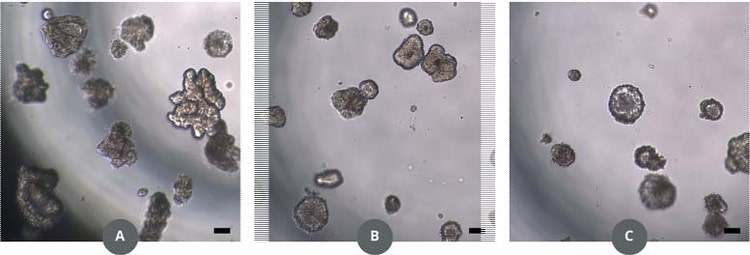 Images of ISO 50 organoids