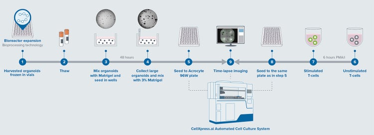 T Cell and CRC PDO workflow