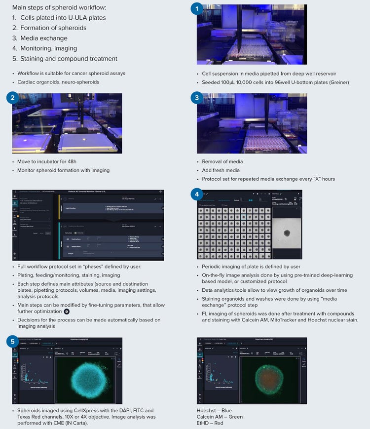 Steps for spheroid culture and analysis workflow