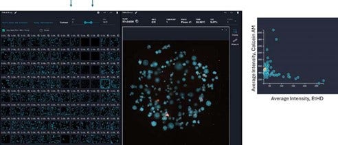 A screenshot of 4X tiled images of organoids in Matrigel domes