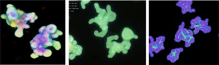 Fluorescent images of organoids stained with Hoechst, MitoTracker, and AF-488 Phalloidin, showing segmentation and analysis
