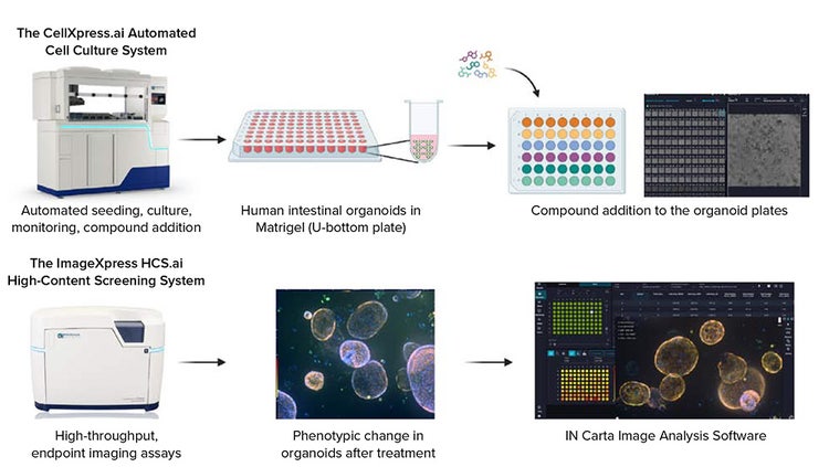 Workflow for drug screening in human intestinal organoids using automated seeding and AI-driven phenotypic analysis