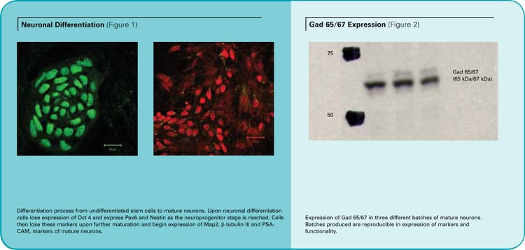 Markers associated with neuroprogenitors (NPs)