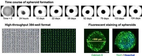 Formation of iCell NeuroSpheres