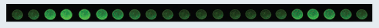 Calcium oscillations over time