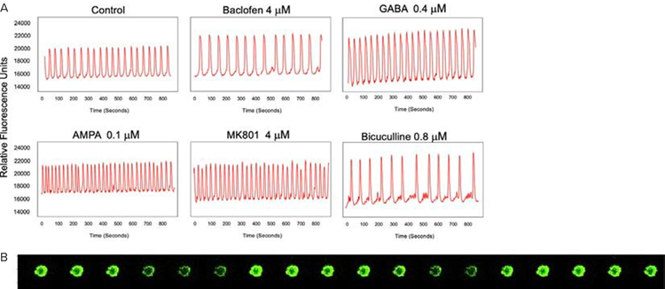 Functional testing of iCell NeuroSpheres