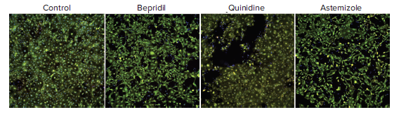 Composite images of cardiomyocytes treated