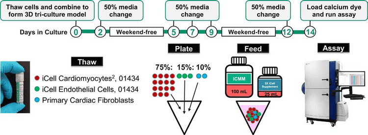 Workflow of iPSC-derived Cardiac Tri-Culture Model