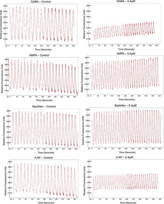 Baseline calcium oscillations vs. drug response of dorsal forebrain organoids