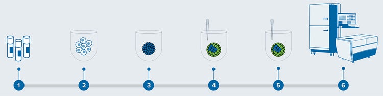 Schematic diagram of the process workflow