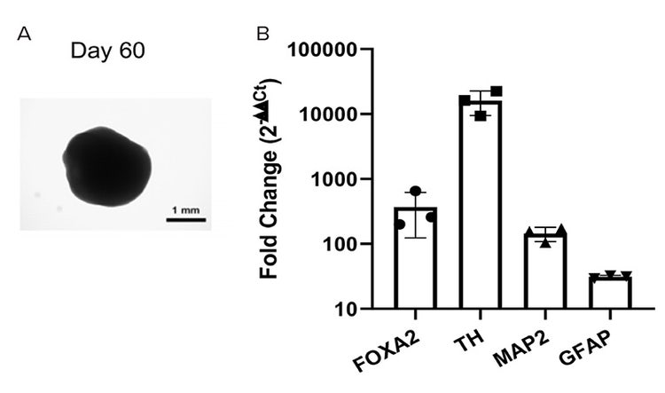 Representative brightfield morphology of a day 60 midbrain organoids